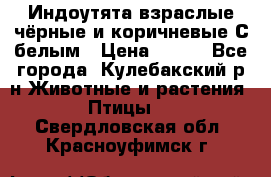 Индоутята взраслые чёрные и коричневые С белым › Цена ­ 450 - Все города, Кулебакский р-н Животные и растения » Птицы   . Свердловская обл.,Красноуфимск г.
